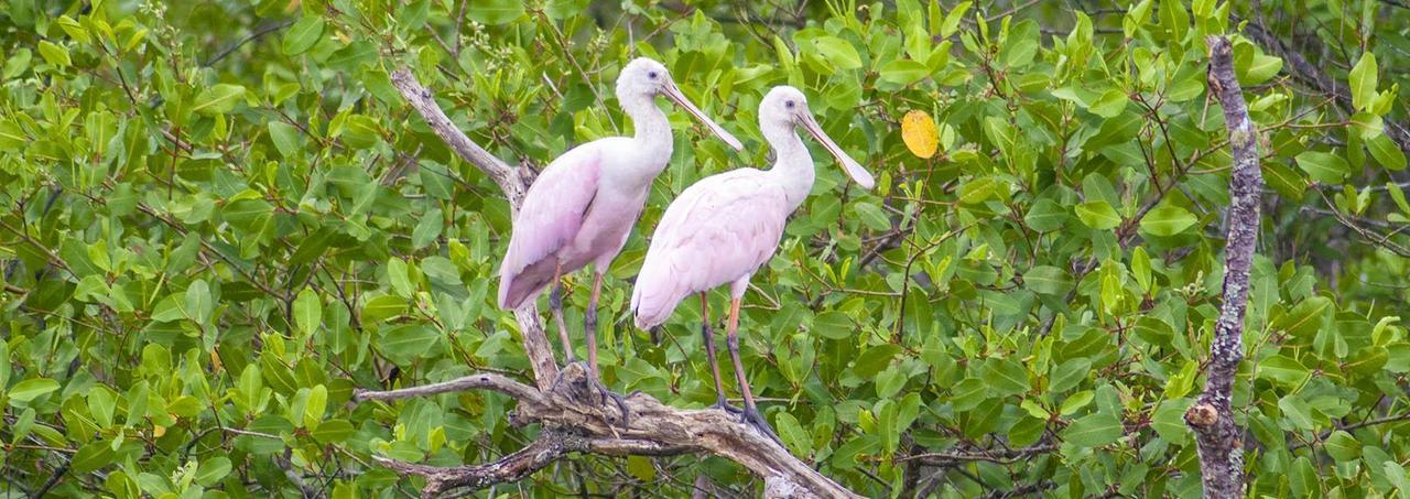 Pousada Rancho Do Nhesko Garuva Dış mekan fotoğraf